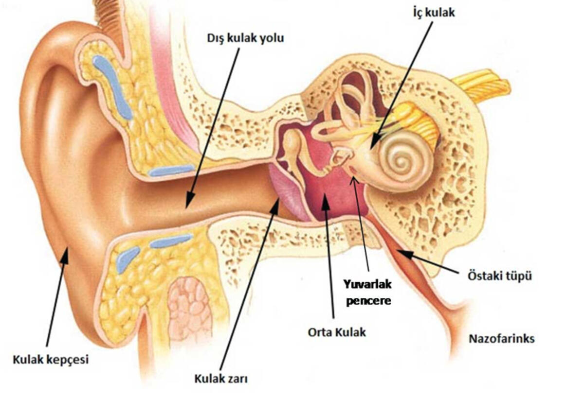 Orta Kulak İltihabı Tehlikeli Mi