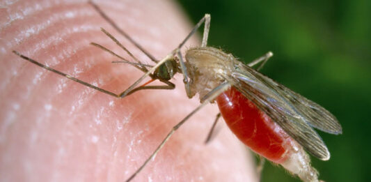 sivrisinek ısırığı kaşıntısına ne iyi gelir