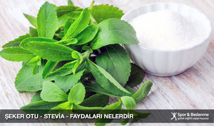 şeker otu nedir, stevia bitkisi faydaları nelerdir